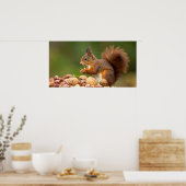 eekhoorn eet noot poster (Keuken)