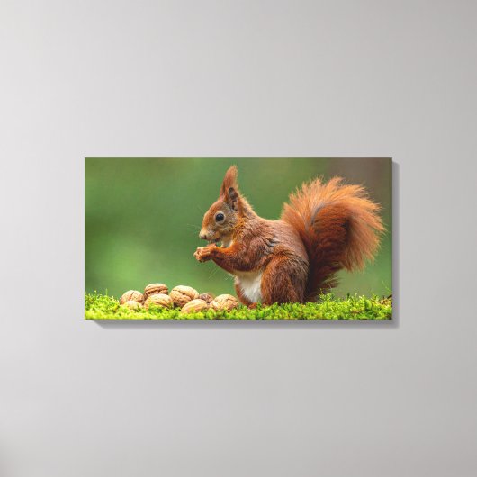 Eekhoorn eet noten canvas afdruk (Voorkant)