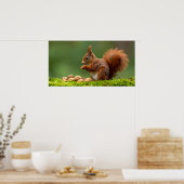 Eekhoorn eet noten poster (Keuken)