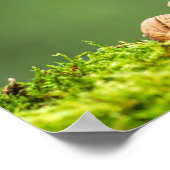 Eekhoorn eet noten poster (Hoek)