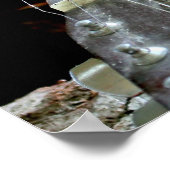 Eekhoorn en gitaar poster (Hoek)