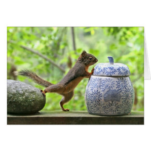 Eekhoorn en koekje Jar