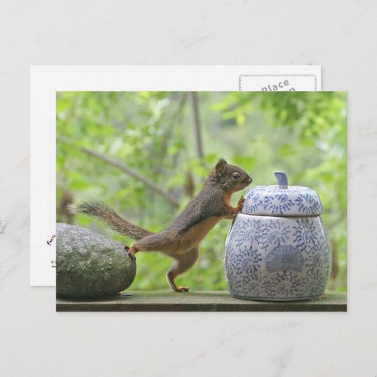 Eekhoorn en koekje Jar Briefkaart (Voorkant / Achterkant)