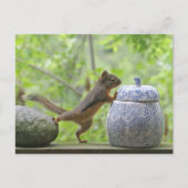 Eekhoorn en koekje Jar Briefkaart (Voorkant)