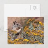 Eekhoorn en spuitmond briefkaart (Voorkant / Achterkant)