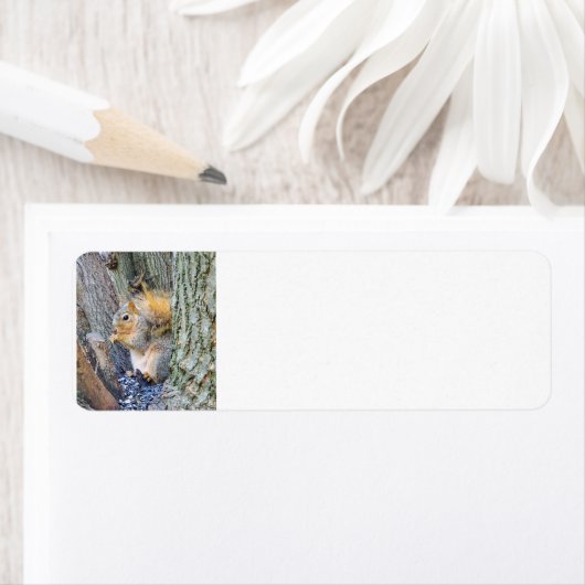 eekhoorn etiket (Insitu)