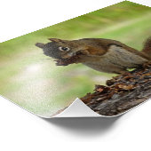 Eekhoorn Foto Afdruk (Hoek)