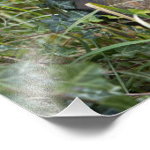 eekhoorn foto afdruk (Hoek)