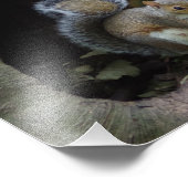 Eekhoorn Foto afdrukken (Hoek)