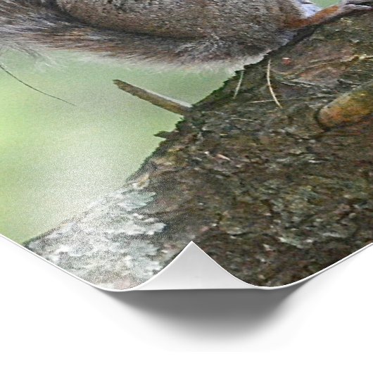 Eekhoorn Foto afdrukken (Hoek)