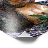 Eekhoorn Foto afdrukken (Hoek)