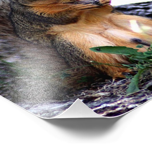 Eekhoorn Foto afdrukken (Hoek)