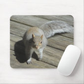 Eekhoorn Foto Muismat (Met muis)