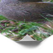 Eekhoorn Foto Poster (Hoek)