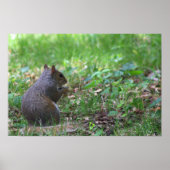 Eekhoorn Foto Poster (Voorkant)