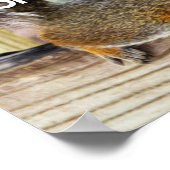 Eekhoorn foto TOEVOEGEN Poster (Hoek)