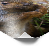 Eekhoorn Fotografie Afdrukken Foto Afdruk (Hoek)