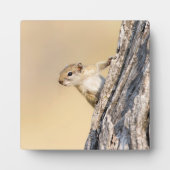 Eekhoorn Fotoplaat (Voorkant)