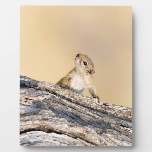 Eekhoorn Fotoplaat (Voorkant)