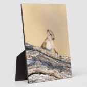 Eekhoorn Fotoplaat (Zijkant)