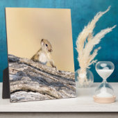 Eekhoorn Fotoplaat (Zijkant)