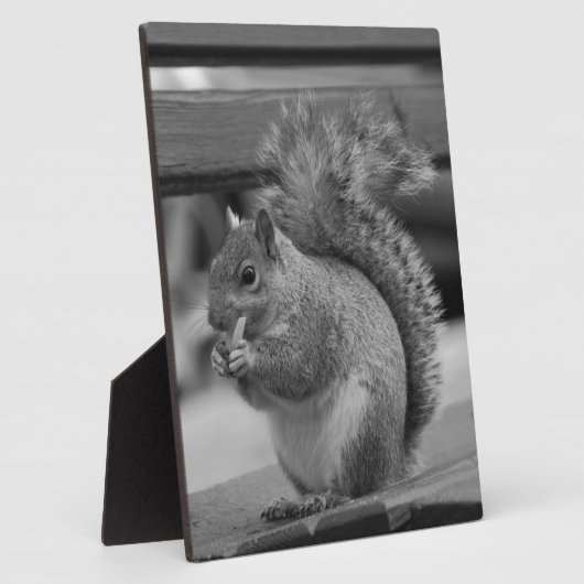 eekhoorn fotoplaat (Zijkant)