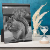 eekhoorn fotoplaat (Zijkant)