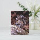 Eekhoorn geniet van zijn maaltijden briefkaart (Staand voorkant)