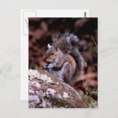 Eekhoorn geniet van zijn maaltijden briefkaart (Voorkant / Achterkant)