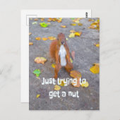 Eekhoorn... gewoon een noot halen briefkaart (Voorkant / Achterkant)