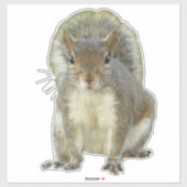 Eekhoorn gezicht tegen gezicht sticker (Vel)