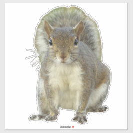 Eekhoorn gezicht tegen gezicht sticker