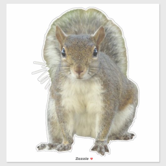 Eekhoorn gezicht tegen gezicht sticker (Vel)