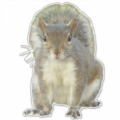 Eekhoorn gezicht tegen gezicht sticker (Voorkant)