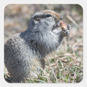 Eekhoorn (gopher, evrazka) eet brood vierkante sticker