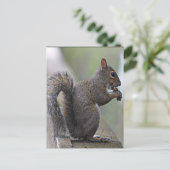 Eekhoorn (grijs) briefkaart (Staand voorkant)