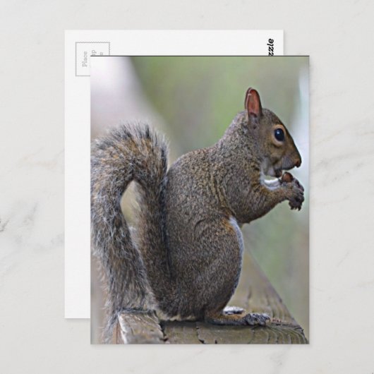 Eekhoorn (grijs) briefkaart (Voorkant / Achterkant)