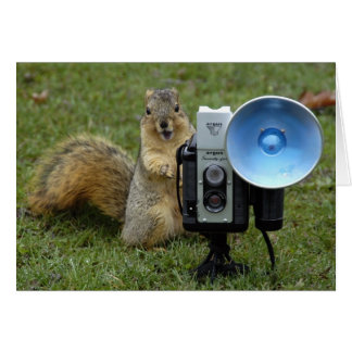 eekhoorn grote kaart