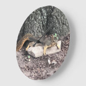 eekhoorn grote klok (Hoek)