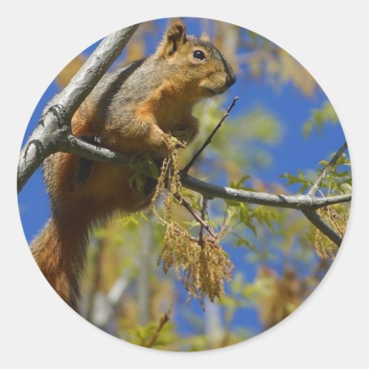 Eekhoorn grote stickers (Voorkant)