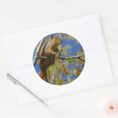 Eekhoorn grote stickers (Envelop)