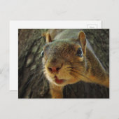 Eekhoorn Hangende Closeup 2 Briefkaart (Voorkant / Achterkant)