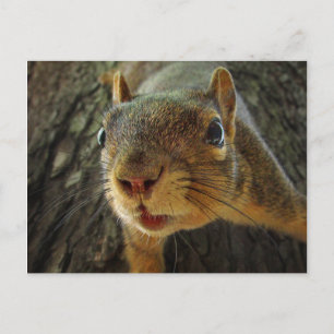 Eekhoorn Hangende Closeup 2 Briefkaart