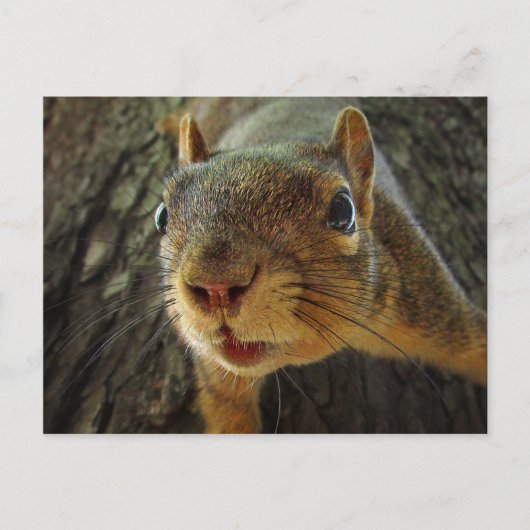 Eekhoorn Hangende Closeup 2 Briefkaart (Voorkant)