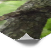 Eekhoorn in boom 40 x 27 inch poster (Hoek)