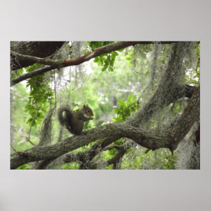 Eekhoorn in boom 40 x 27 inch poster