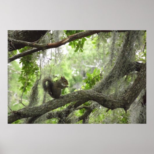 Eekhoorn in boom 40 x 27 inch poster (Voorkant)