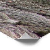 Eekhoorn in boom Foto Poster (Hoek)