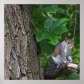 Eekhoorn in boom Foto Poster (Voorkant)
