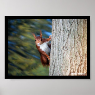 Eekhoorn in Boom Poster